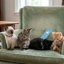 Collar para Gatos con Diseño en 4 Colores con Cascabel
